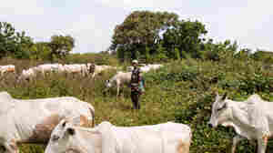 Why It's Now A Crime To Let Cattle Graze Freely In 2 Nigerian States