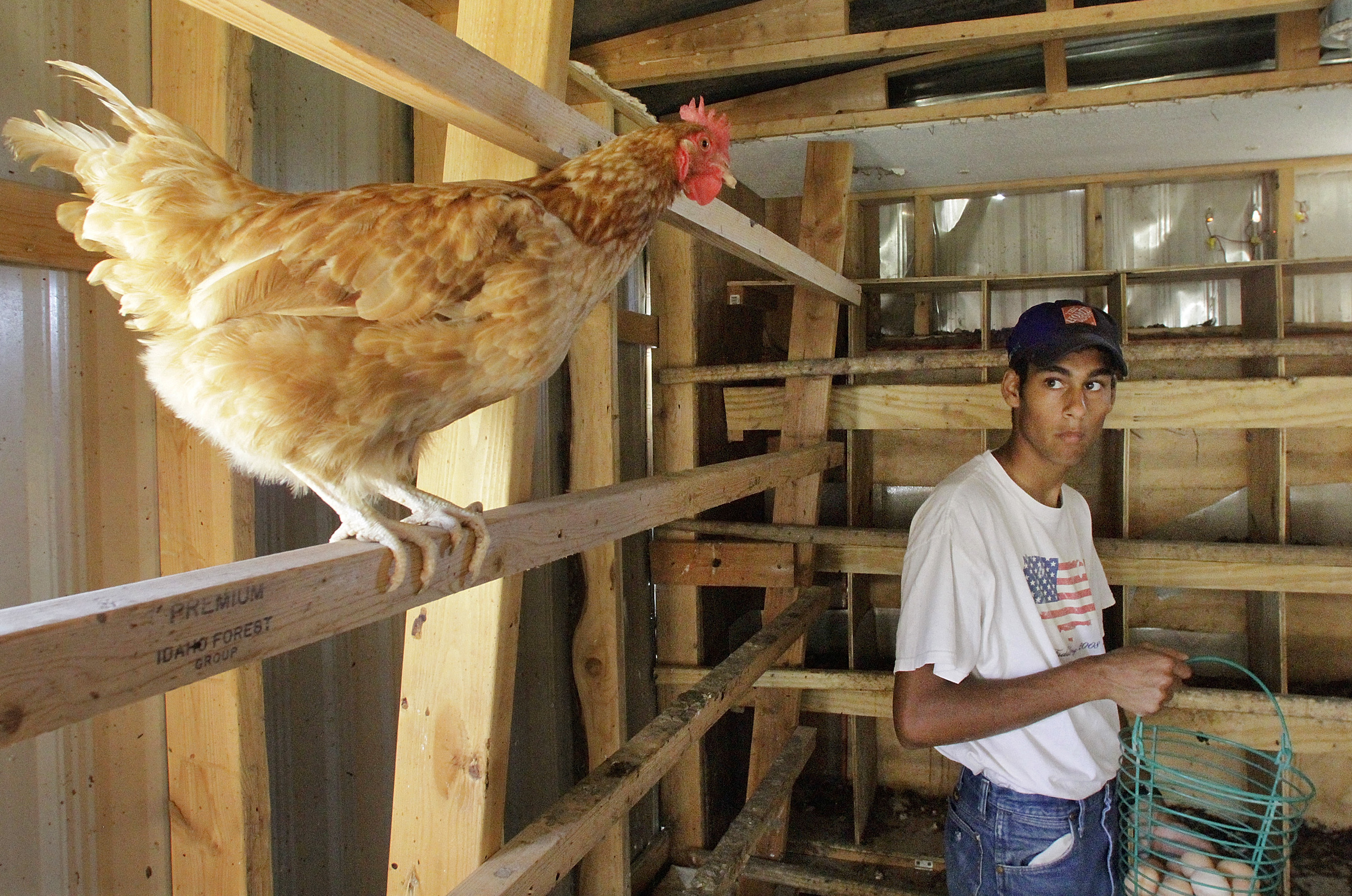 Trump administration moves to kill rules for organic eggs