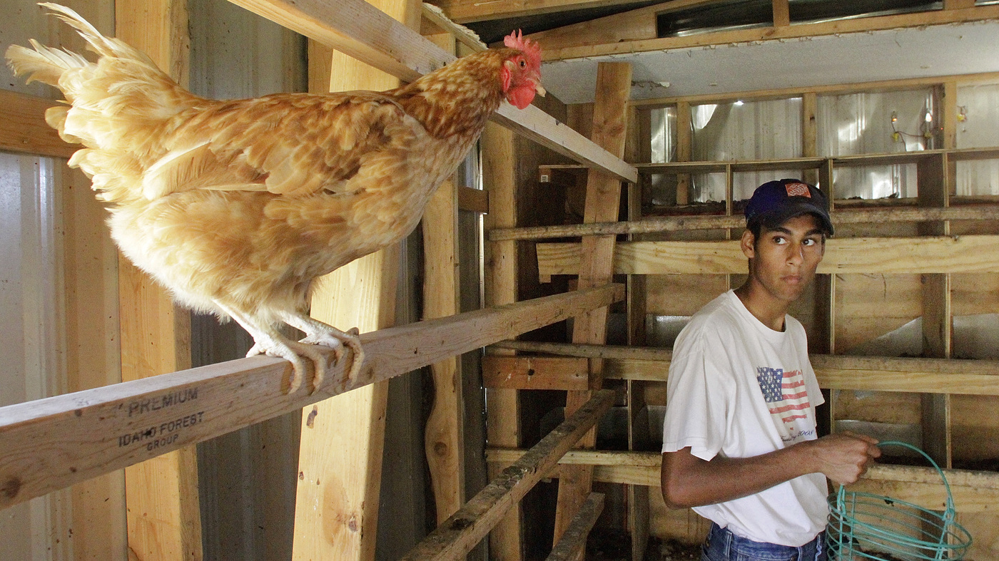 Trump Administration Moves To Kill Rules For Organic Eggs