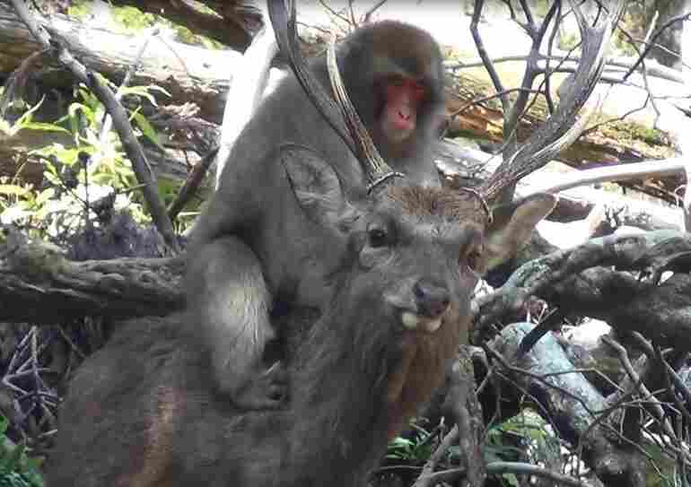 Oh Dear: Scientists Say Japanese Monkeys Are Having 'Sexual Interactions' With Deer Deer-mounting_custom-9d900d8adb9e02a6138c3566e70f897336229d21-s1100-c15