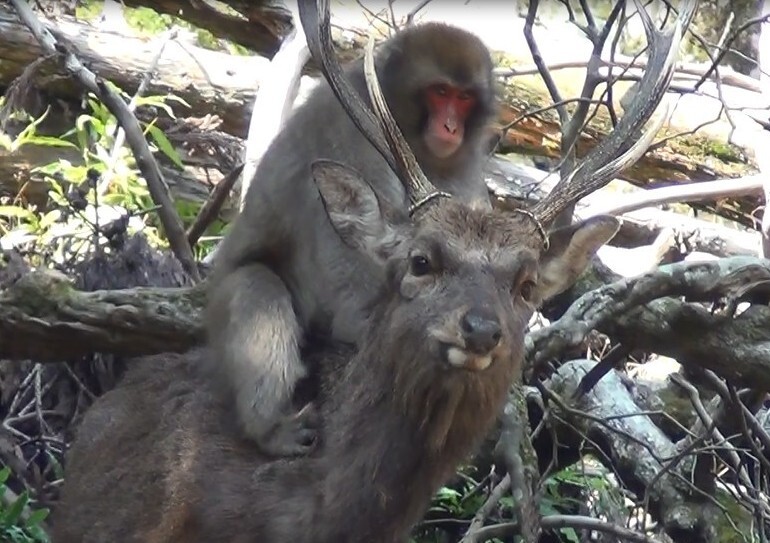 Scientists Say Japanese Monkeys Are Having 'Sexual Interactions' With Deer