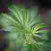 Wearing a weed condemnation in California? There may be a solution