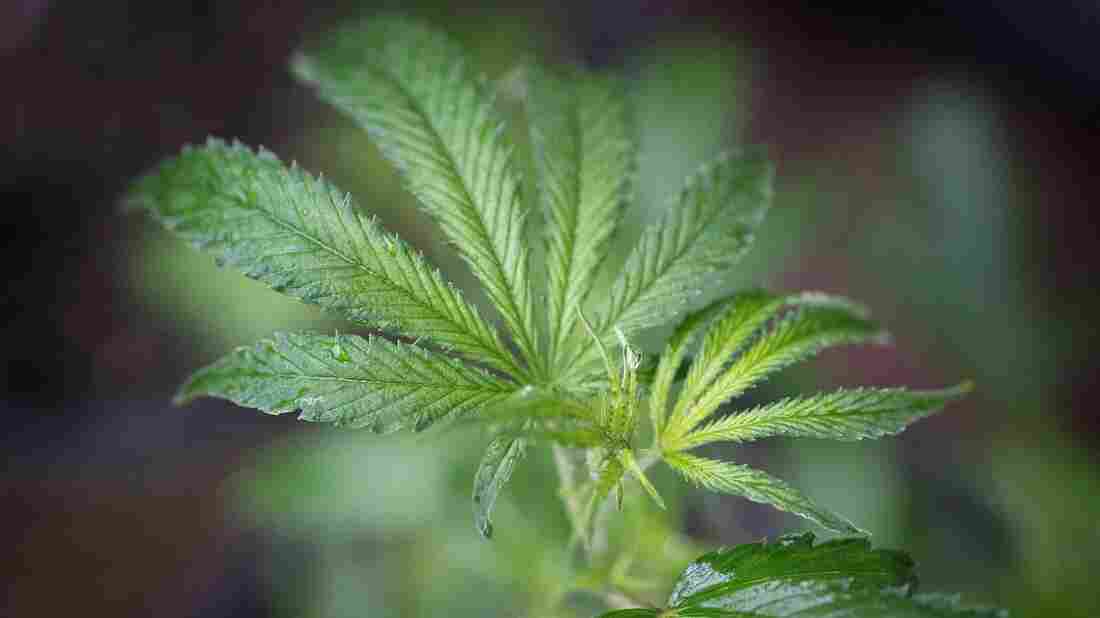 A marijuana plant is seen in a greenhouse in Mendocino County, Calif. on April 19, 2017.