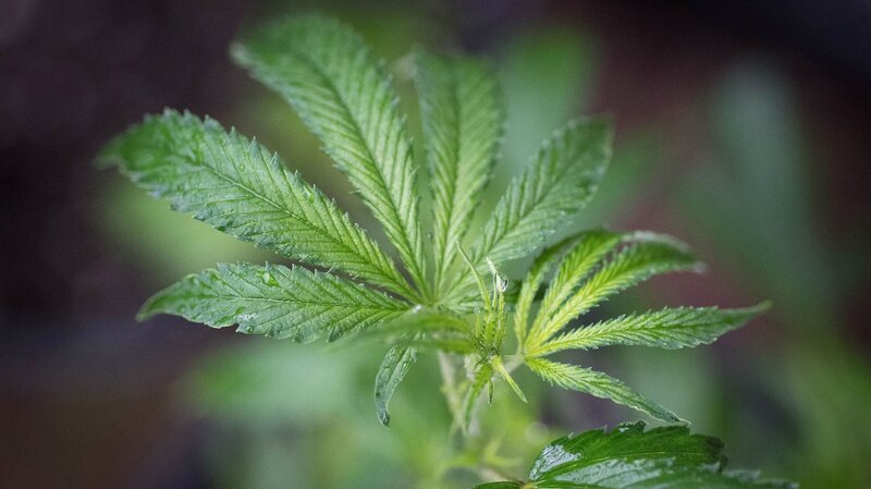 A marijuana plant is seen in a greenhouse in Mendocino County, Calif. on April 19, 2017.