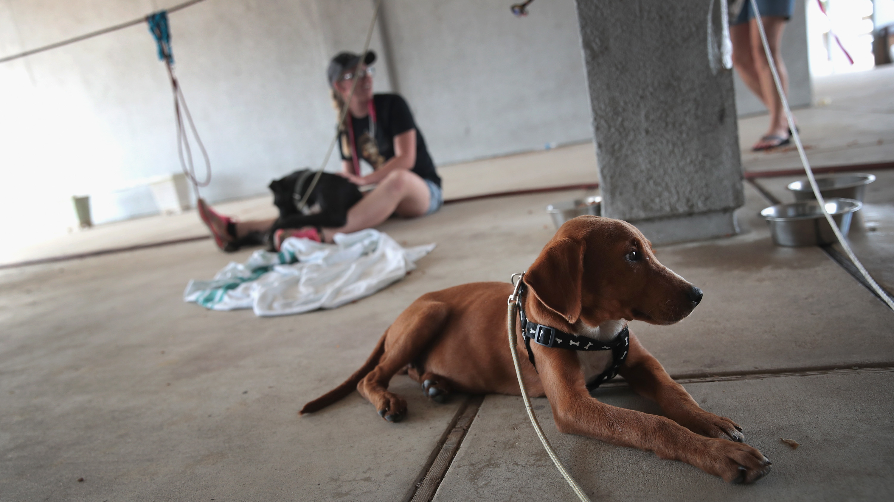 Dogs rescued from floodwater wait to be transferred to a shelter after torrential rains pounded Southeast Texas following Hurricane and Tropical Storm Harvey on Sept. 3, 2017 in Orange, Texas. (Getty Images)
