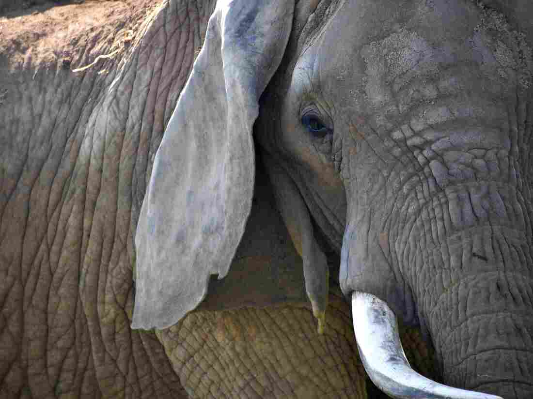 China's ban on the domestic ivory trade took effect Sunday.