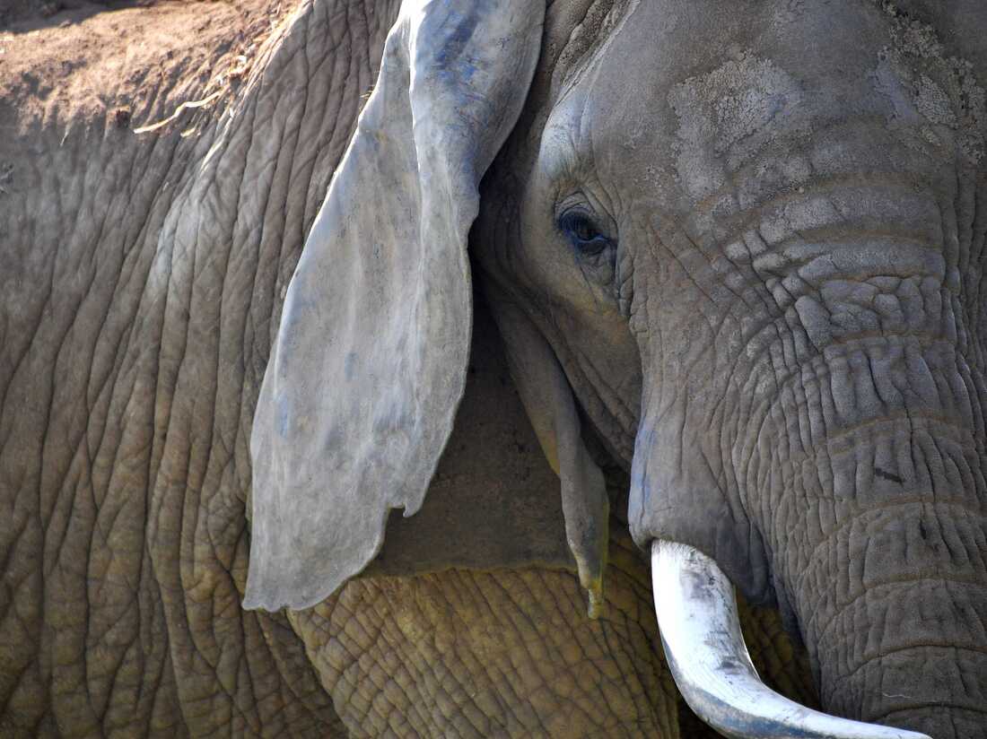 China's ban on the domestic ivory trade took effect Sunday.