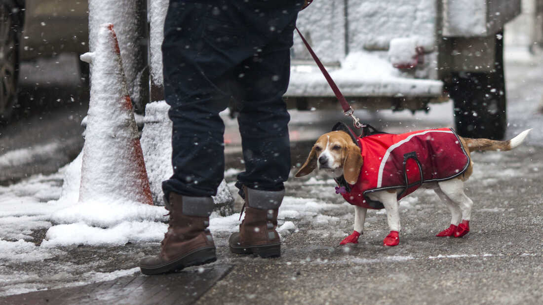 can a dogs paws freeze