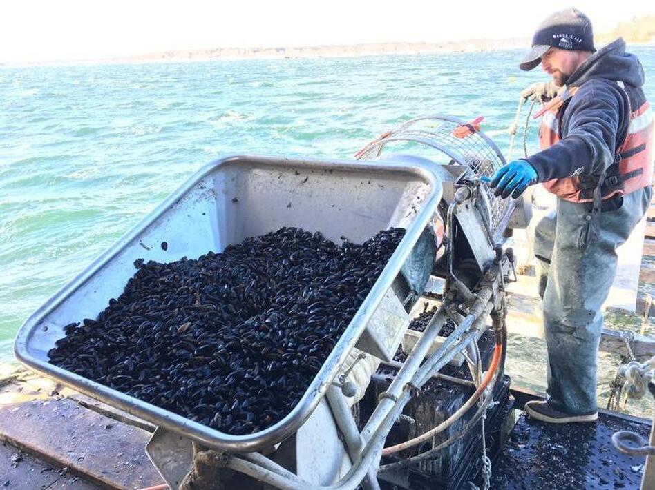 Bangs Island Mussels worker Jon Gorman sets juvenile mussels onto a rope that will be their home for the next year as they grow to market size. (Fred Bever/Maine Public Radio)