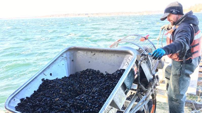 Bangs Island Mussels worker Jon Gorman sets juvenile mussels onto a rope that will be their home for the next year as they grow to market size.