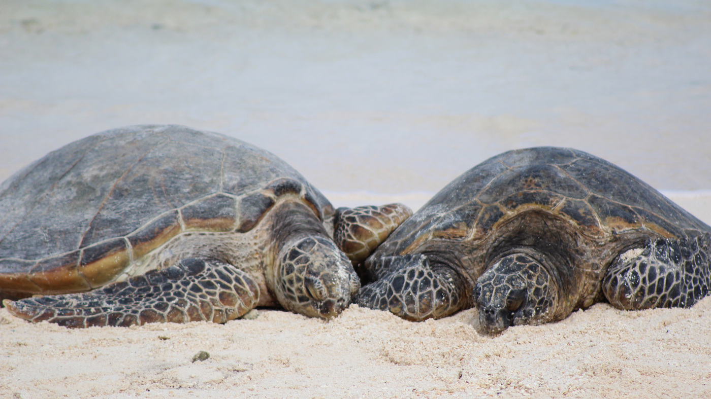 Climate Change Means 'Virtually No Male Turtles' Born In A Key Nesting Ground