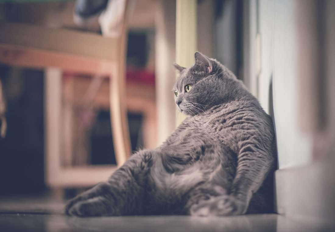 fat-cat_custom-81bc99ef11084f9f2c5353cc61c4c3e6ad049be5-s1100 fat-cat_custom-81bc99ef11084f9f2c5353cc61c4c3e6ad049be5-s1100 Showing Love Through Food May Be Making Our Pets Obese And Unhappy : The Salt : NPR Showing Love Through Food May Be Making Our Pets Obese And Unhappy : The Salt : NPR fat cat custom 81bc99ef11084f9f2c5353cc61c4c3e6ad049be5 s1100