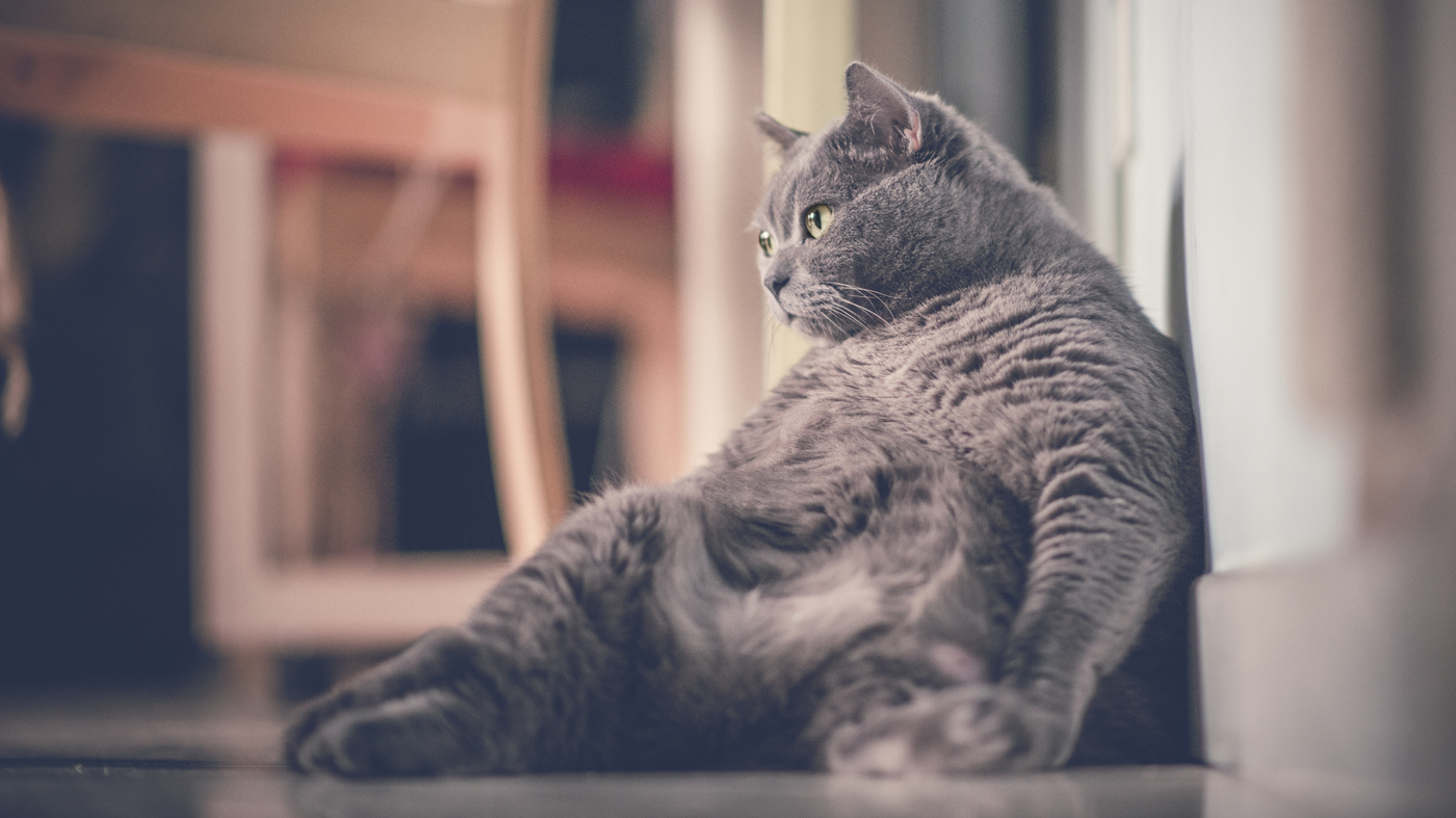 Showing Love Through Food May Be Making Our Pets Obese And Unhappy