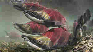 Government Scientists Say A Controversial Pesticide Is Killing Endangered Salmon