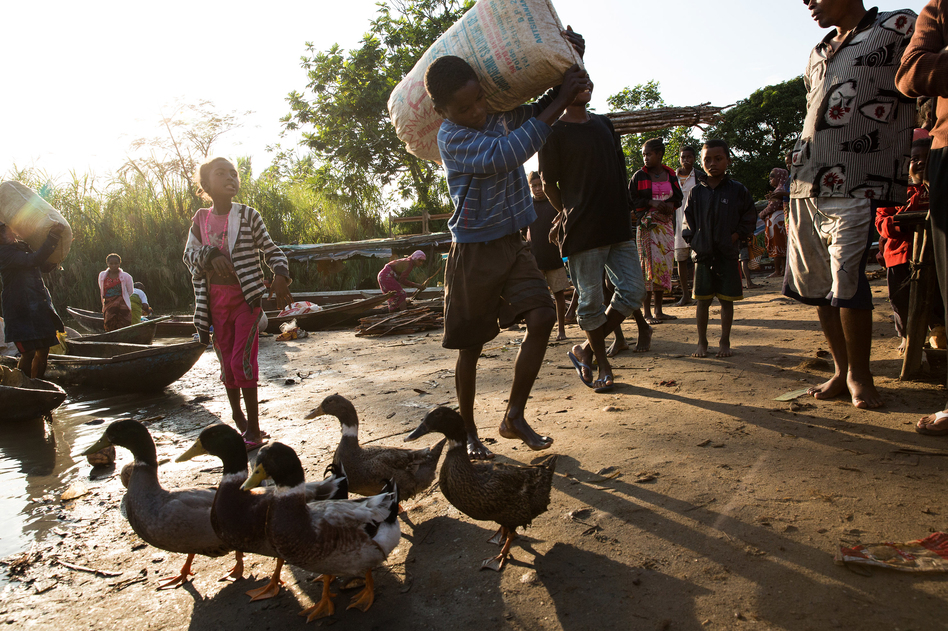 A boy carries a sack of grain from a dugout canoe to shore in the village of Ambohitsara in eastern Madagascar, characterized as a low-income country by the World Bank. (Samantha Reinders for NPR)