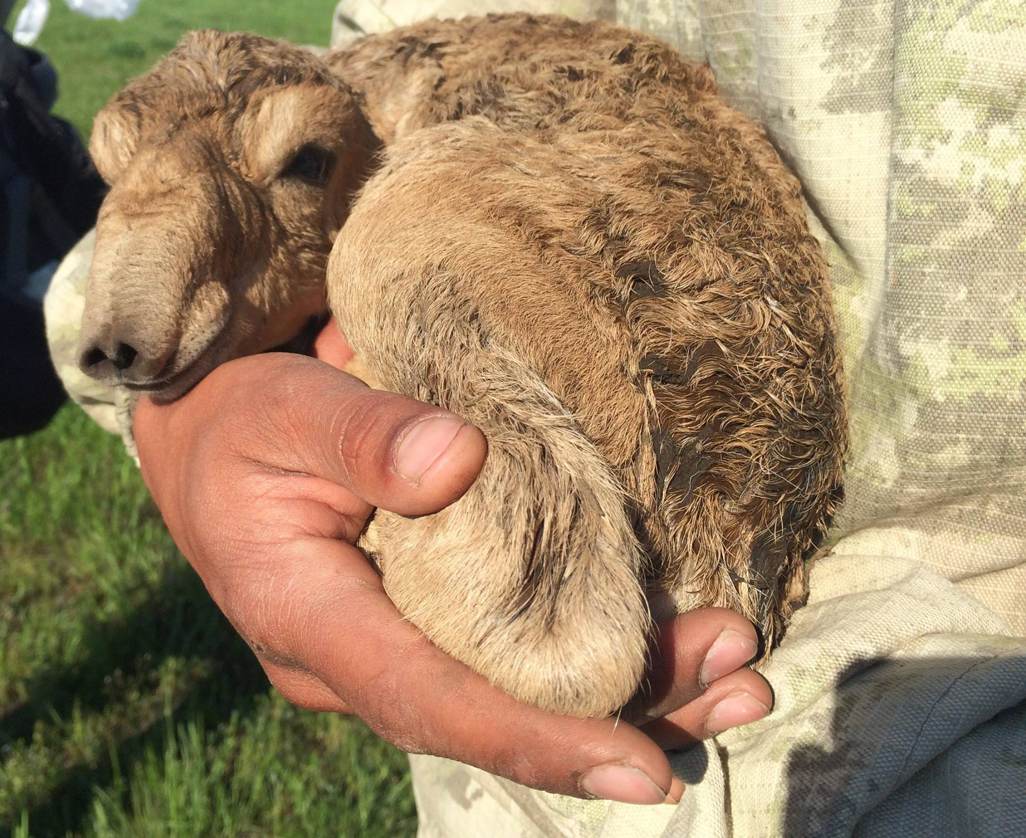 A newborn saiga calf nestling in the arms of a scientist of the joint health monitoring team.
