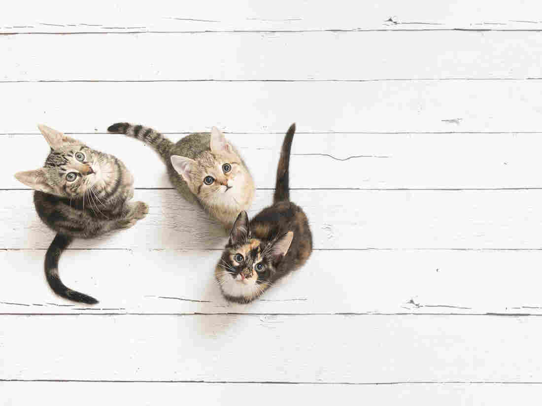 What can you learn from knowing whether your cat is right- or left-pawed?