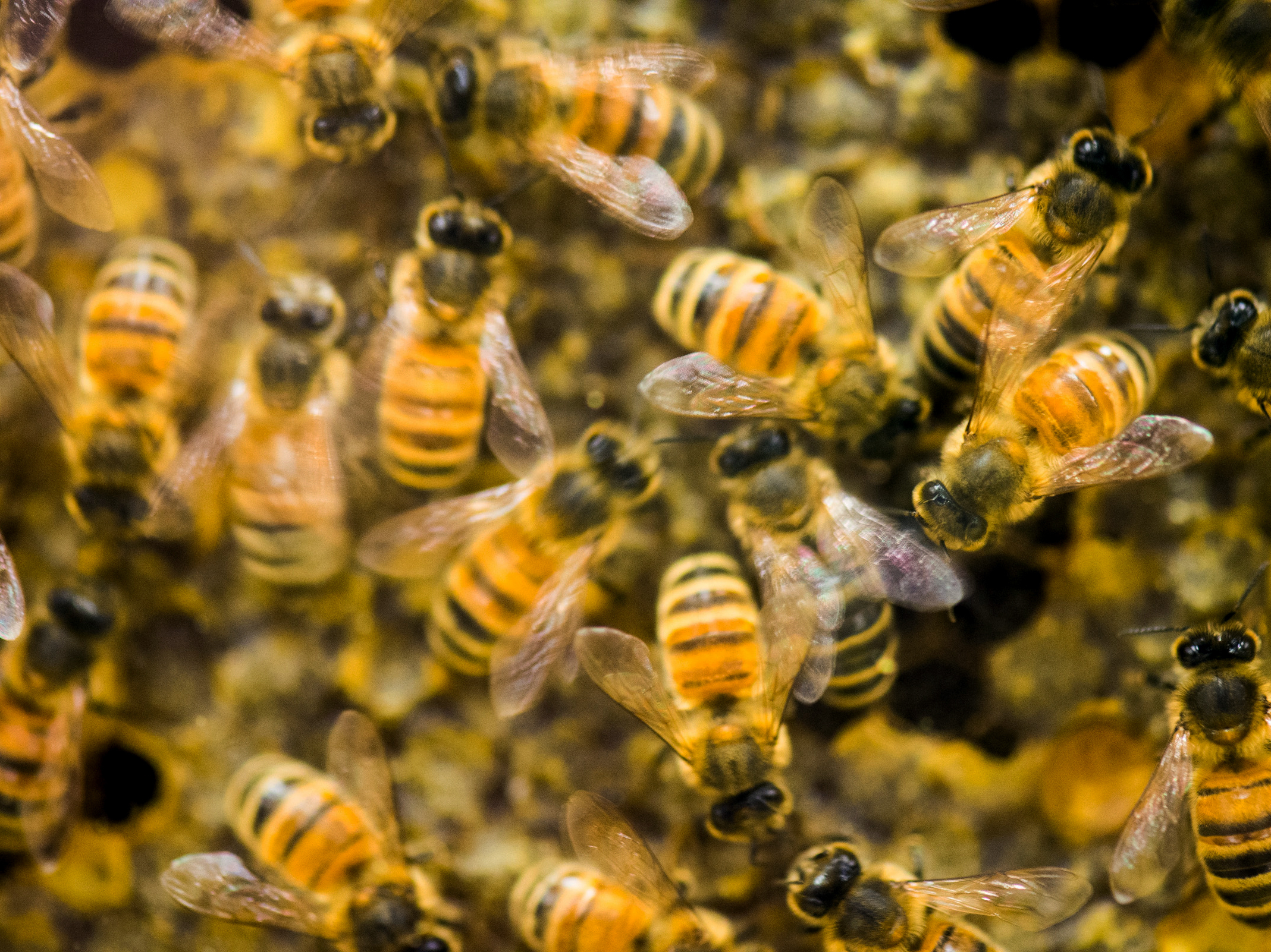 500,000 honey bees dead, and 2 Iowa boys are charged