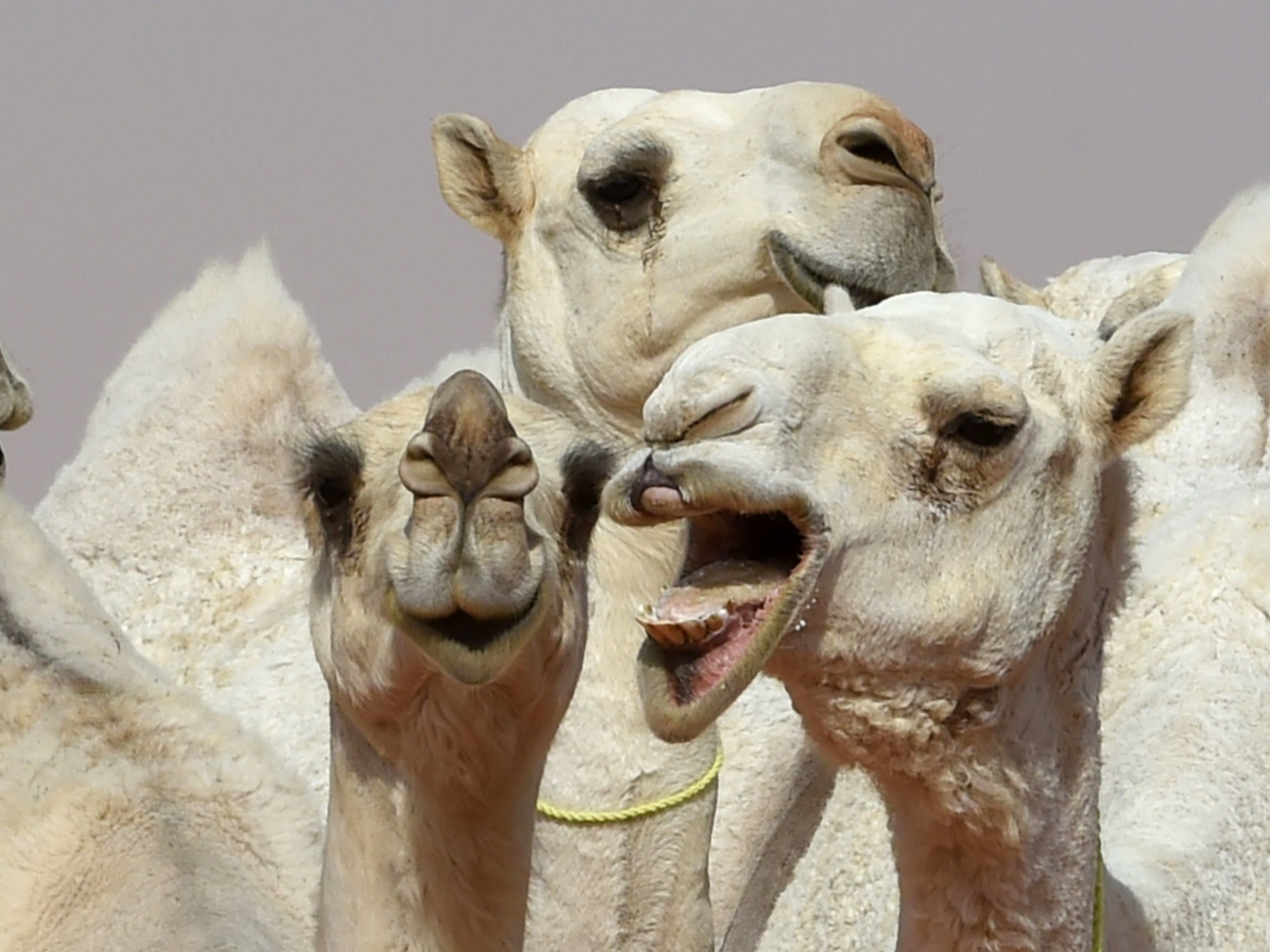 A Dozen Camels Disqualified From Saudi Beauty Pageant Over ...