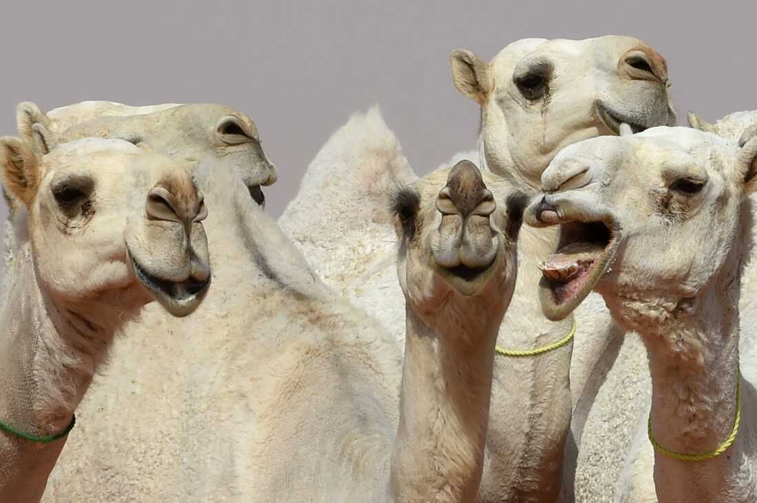 A Dozen Camels Disqualified From Saudi Beauty Pageant Over Botox Injections The Two Way Npr 