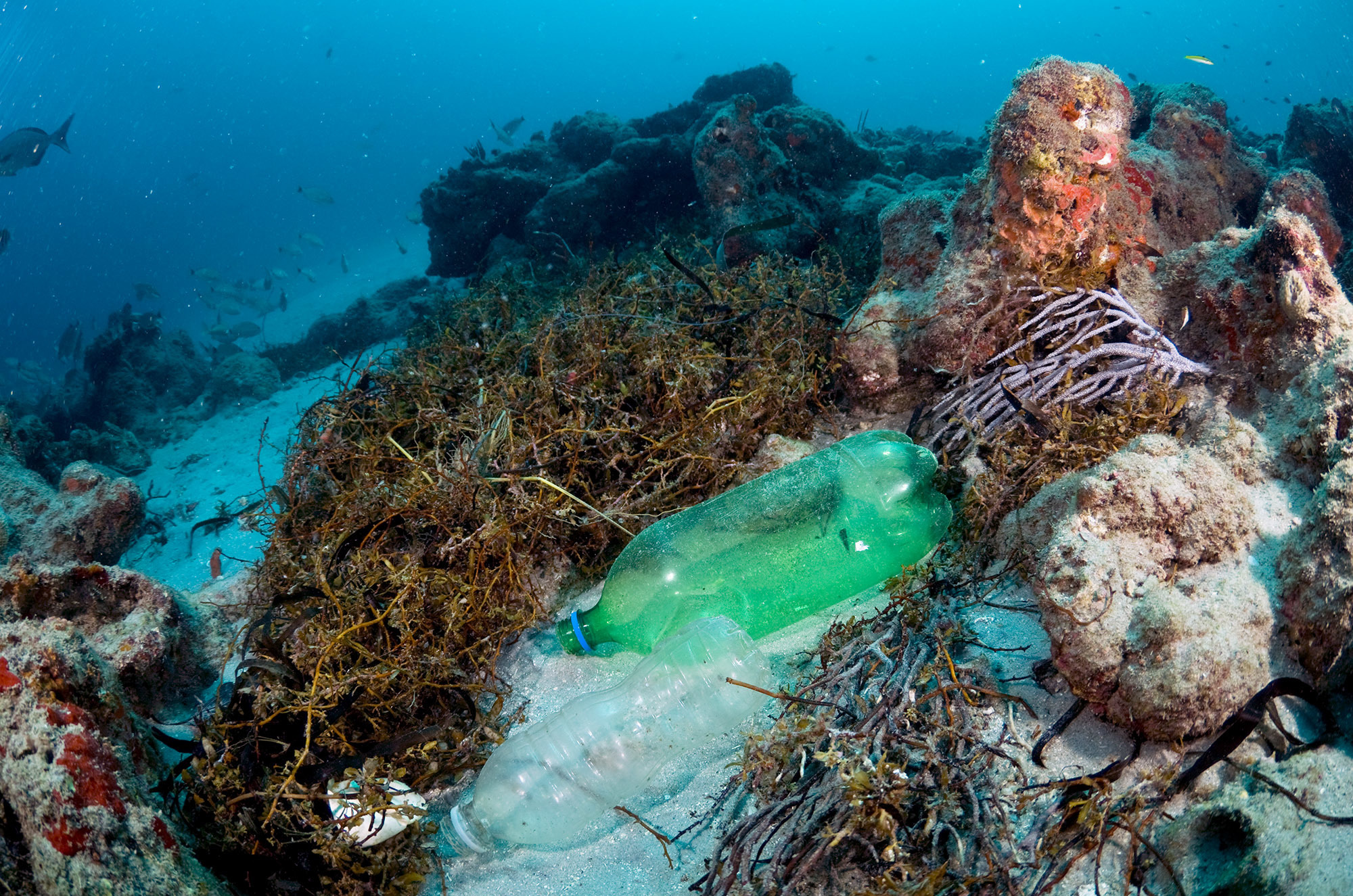 plastic-pollution-is-killing-coral-reefs-4-year-study-finds-ncpr-news