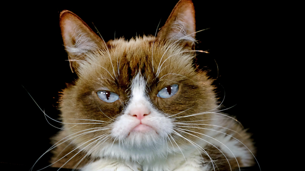 Grumpy Cat appears unimpressed posing for a photo during an interview at The Associated Press bureau in Los Angeles in December 2015.