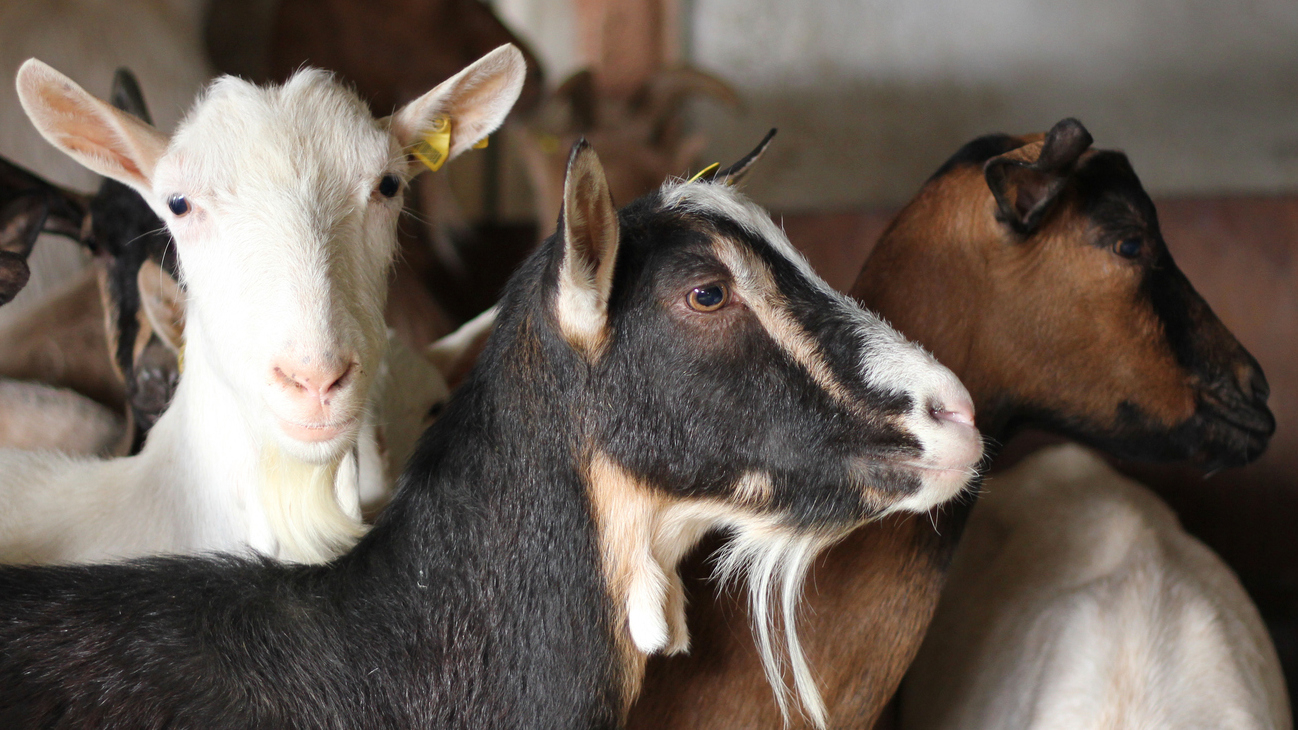 Helping Farmed Animals: High-Impact Rescue : 13.7: Cosmos And Culture : NPR