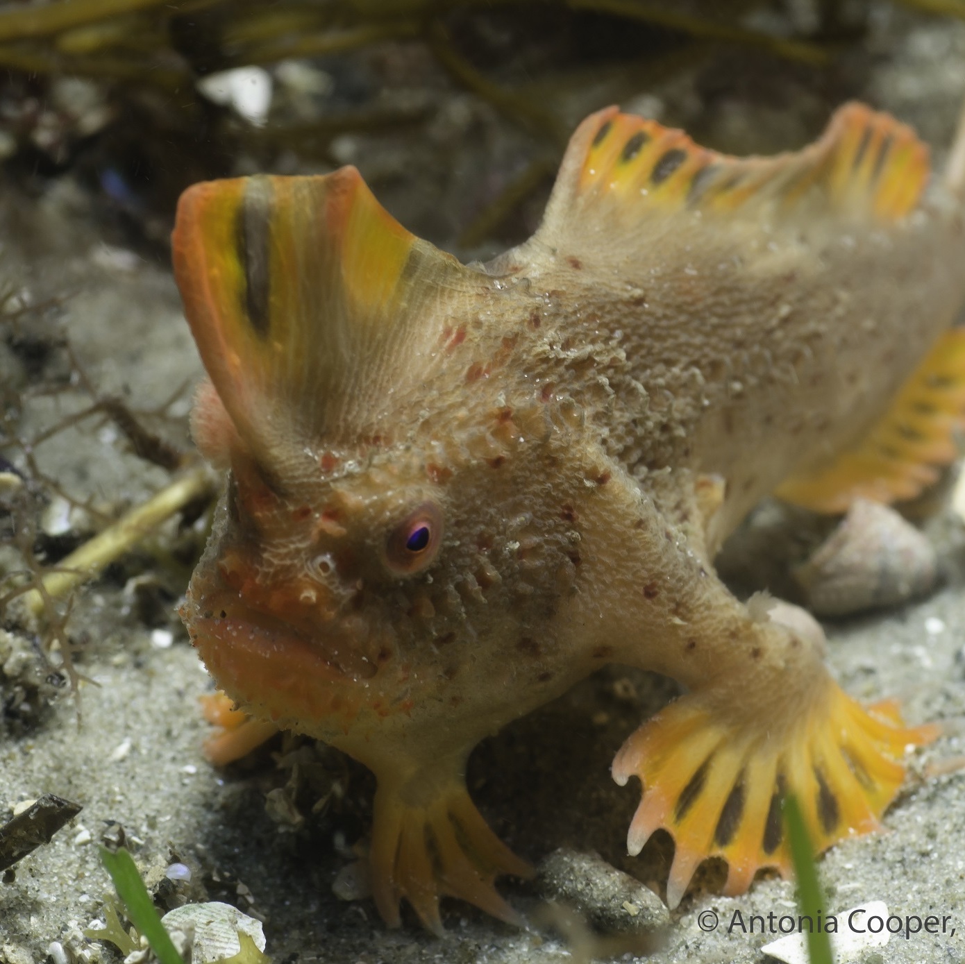 One of the world's rarest fish is a little less rare than we thought | MPR News One of the world's rarest fish is a little less rare than we thought | MPR News