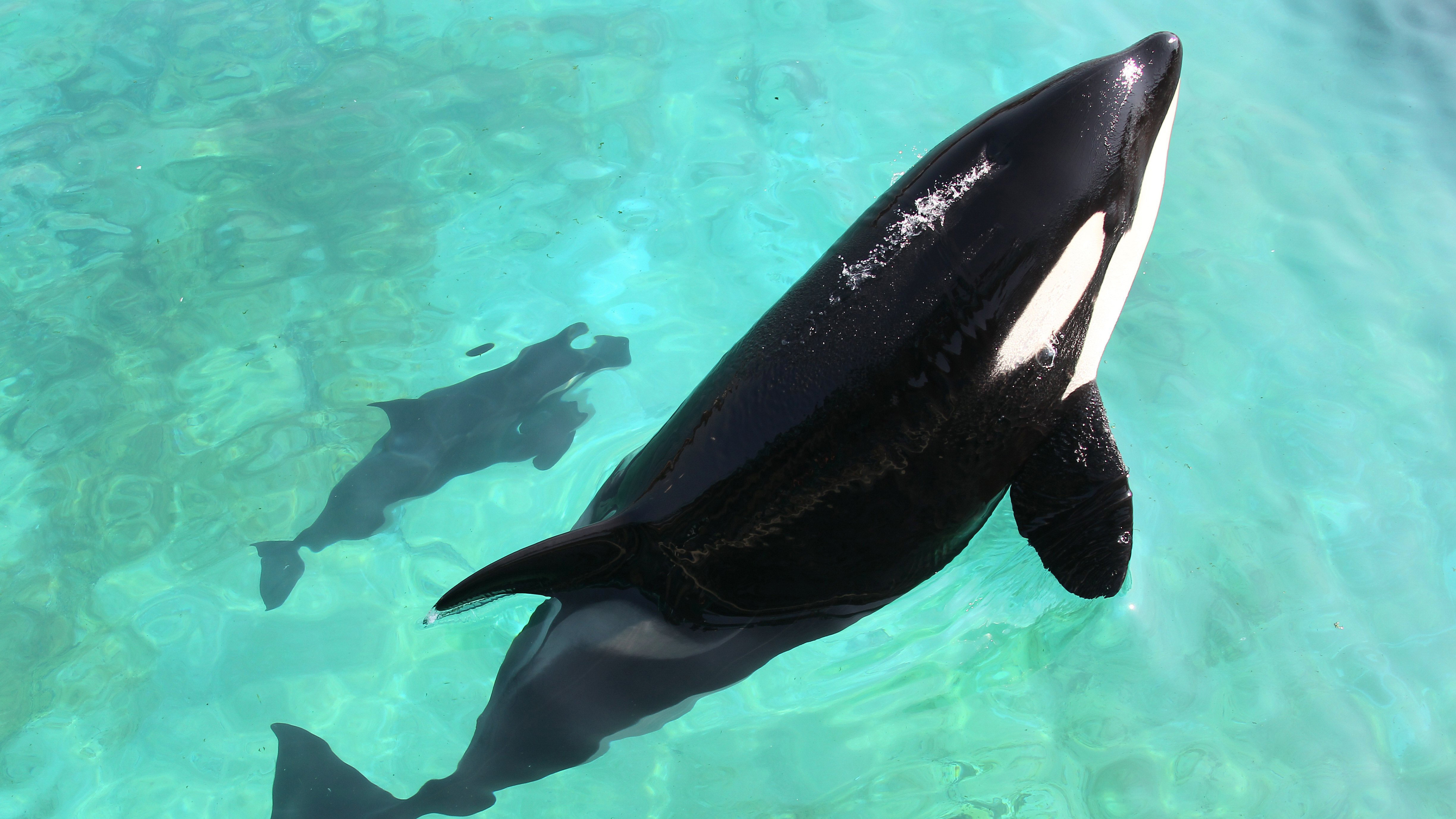 A female orca named Wikie swims with a calf in 2011 at Marineland in Antibes, France. Wikie was the central animal in a study, published Wednesday, about orcas' ability to imitate human speech. (AFP/Getty Images)