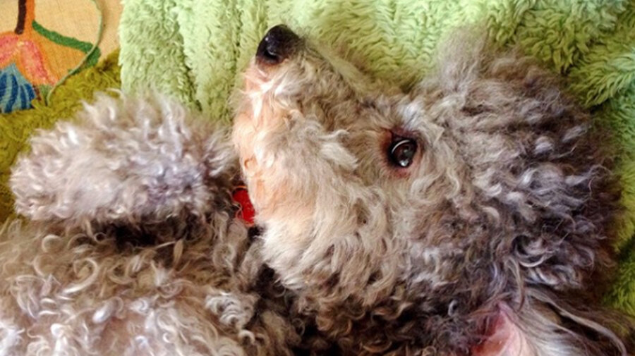 battle of the super bowl playlists we forgot the puppies all the format dog problems songs