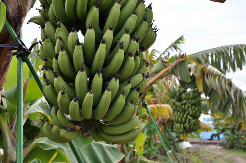 A Banana Grown At Subzero Temps Also Has An Edible Peel The Salt