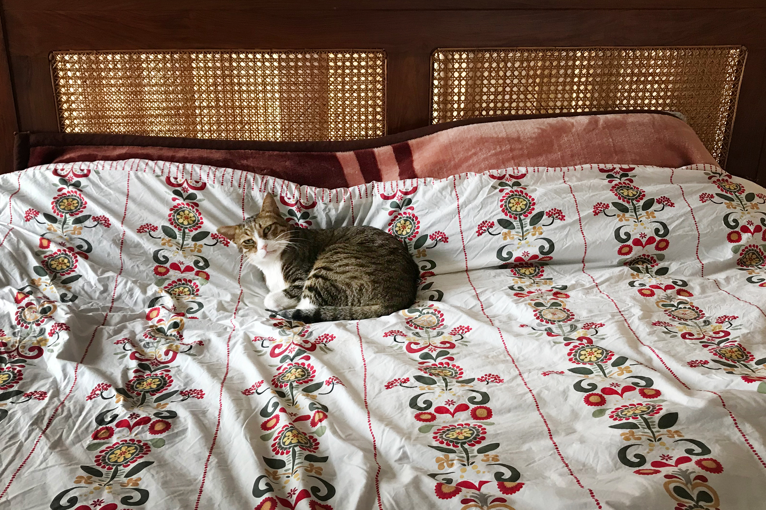 How I Moved My Cat From Israel To Pakistan NCPR News