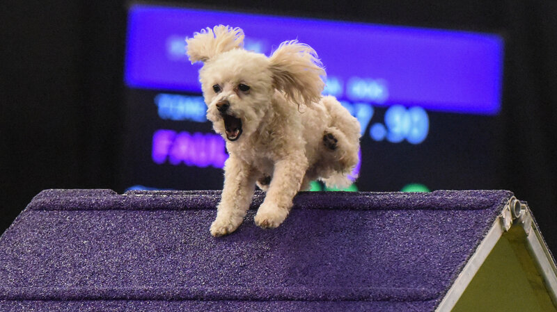 Dogged competitors chase fame in Westminster’s friskier face-off (npr.org)