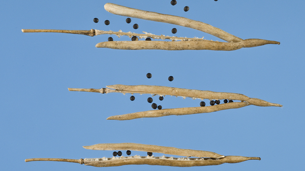 Warmer temperatures are making canola and possibly other brassica seedpods open too early, reducing crop yields.