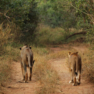 Suspected Poacher Eaten By Lions In South Africa