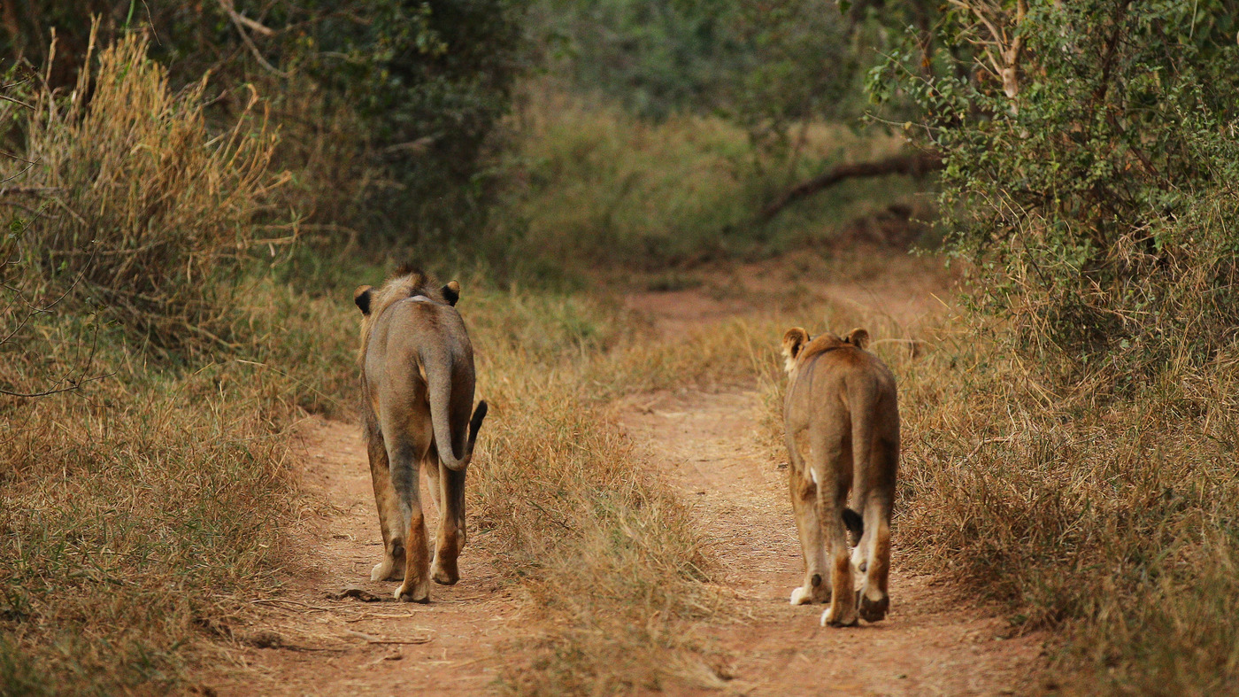 Suspected Poacher Eaten By Lions In South Africa