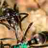 WATCH: Ants Act As Medics, Treat Wounds Of Injured Nest-Mates