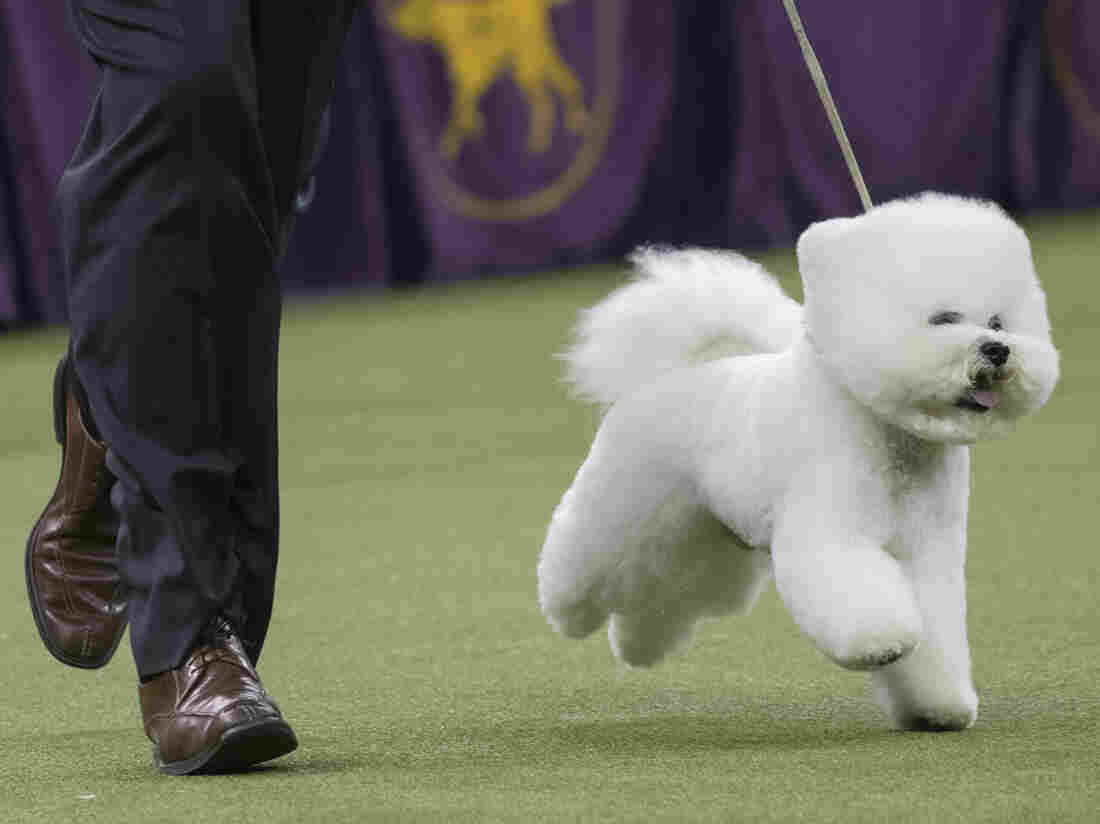 Bichon frise named America's top dog Bichon frise named America's top dog
