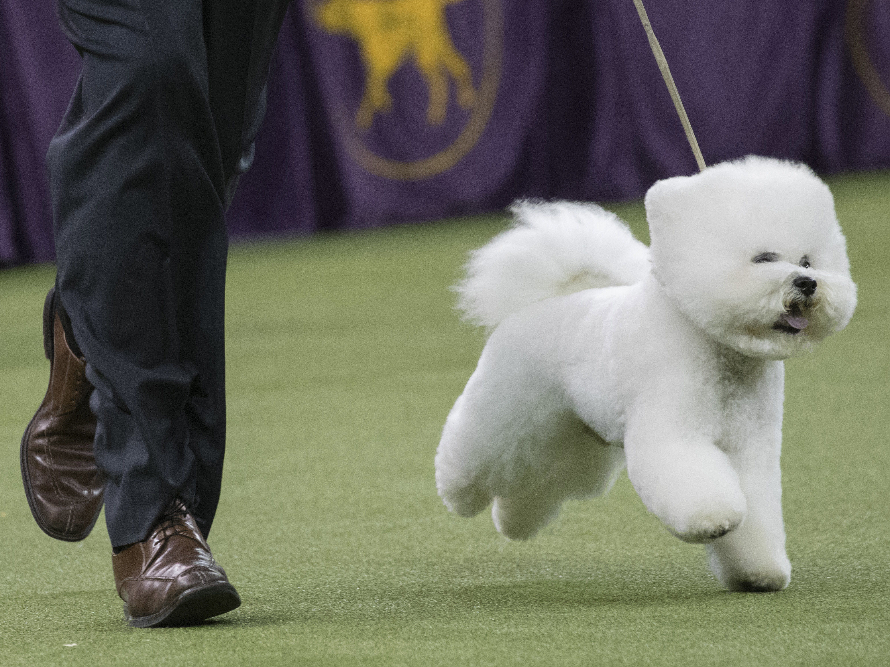 Bichon frise wins best in show at Westminster