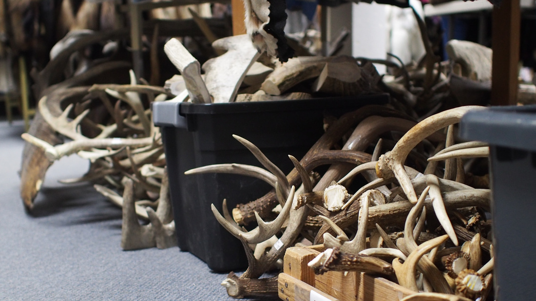 Boom In Antler Pet Chews May Have Opened A Black Market NPR