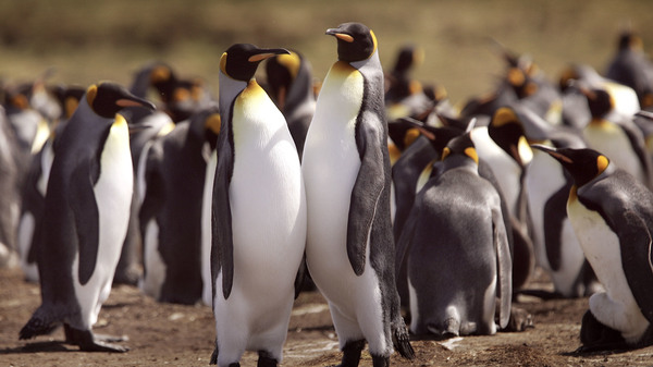 A King penguin colony nests in 2007 at Volunteer Point, Falkland Islands.