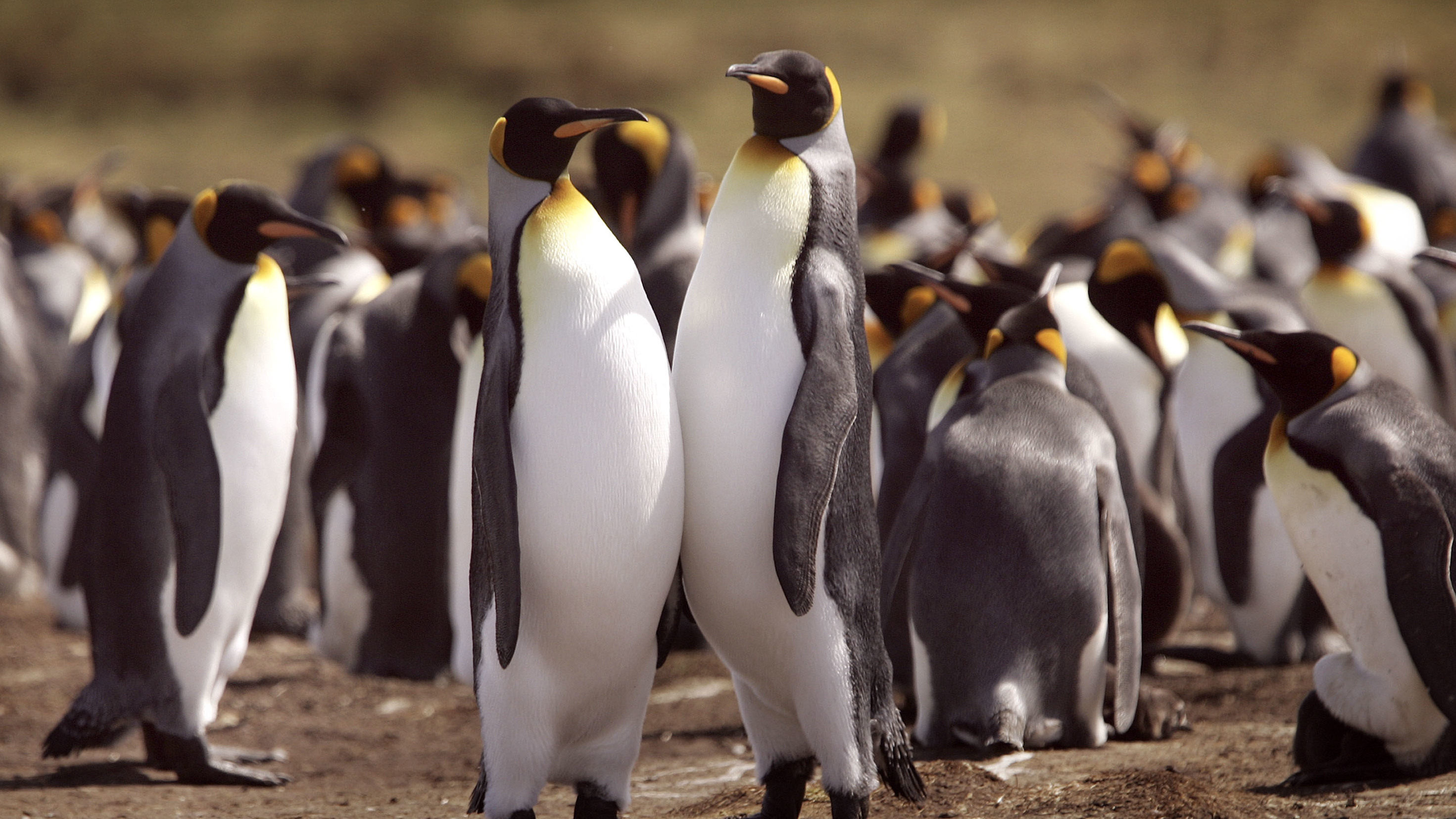 Scientists Predict King Penguins Face Major Threats Due To Climate Change