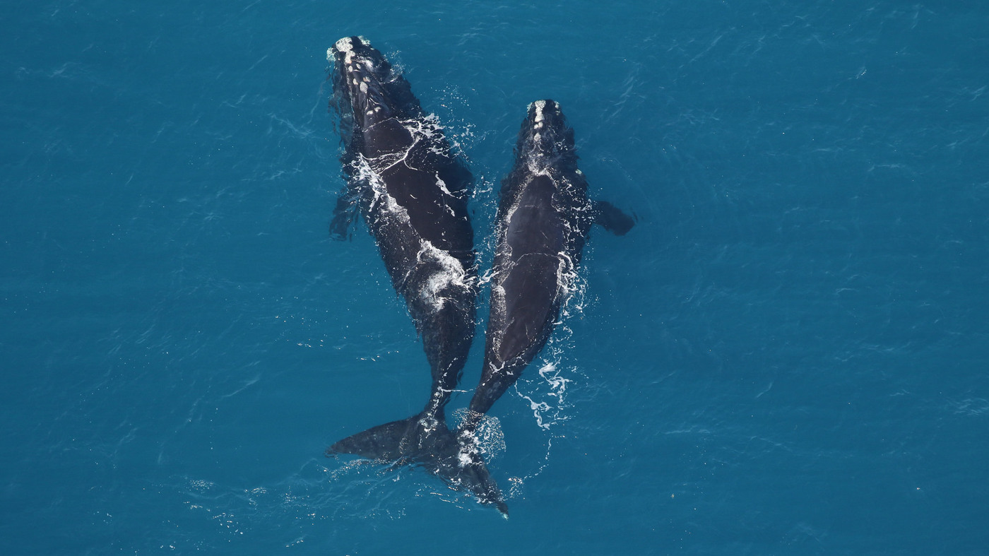 Researchers Haven't Found A Single Endangered Right Whale Calf Yet This Season : NPR