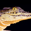 formulate the hypothesis of tropical cyclone in mozambique The Unbelievable Crocodile Problem In Mozambique