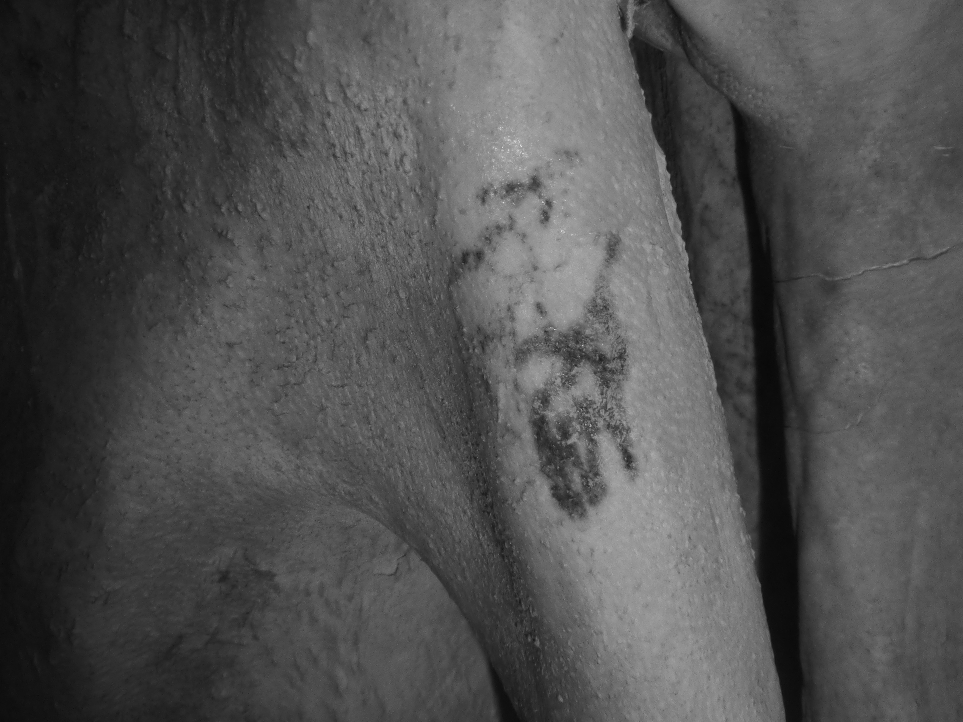 Egyptologists say that these markings on a predynastic male mummy, revealed using infrared imaging, are tattoos showing two animals. (Courtesy of Renee Friedman)