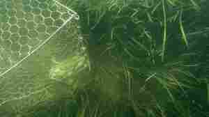 Grass Is Back In The Chesapeake, And Crabs Will Follow