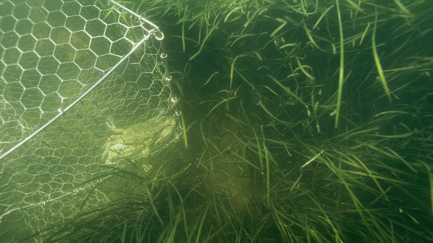 Grass Is Back In The Chesapeake, And Crabs Will Follow : The Salt : NPR