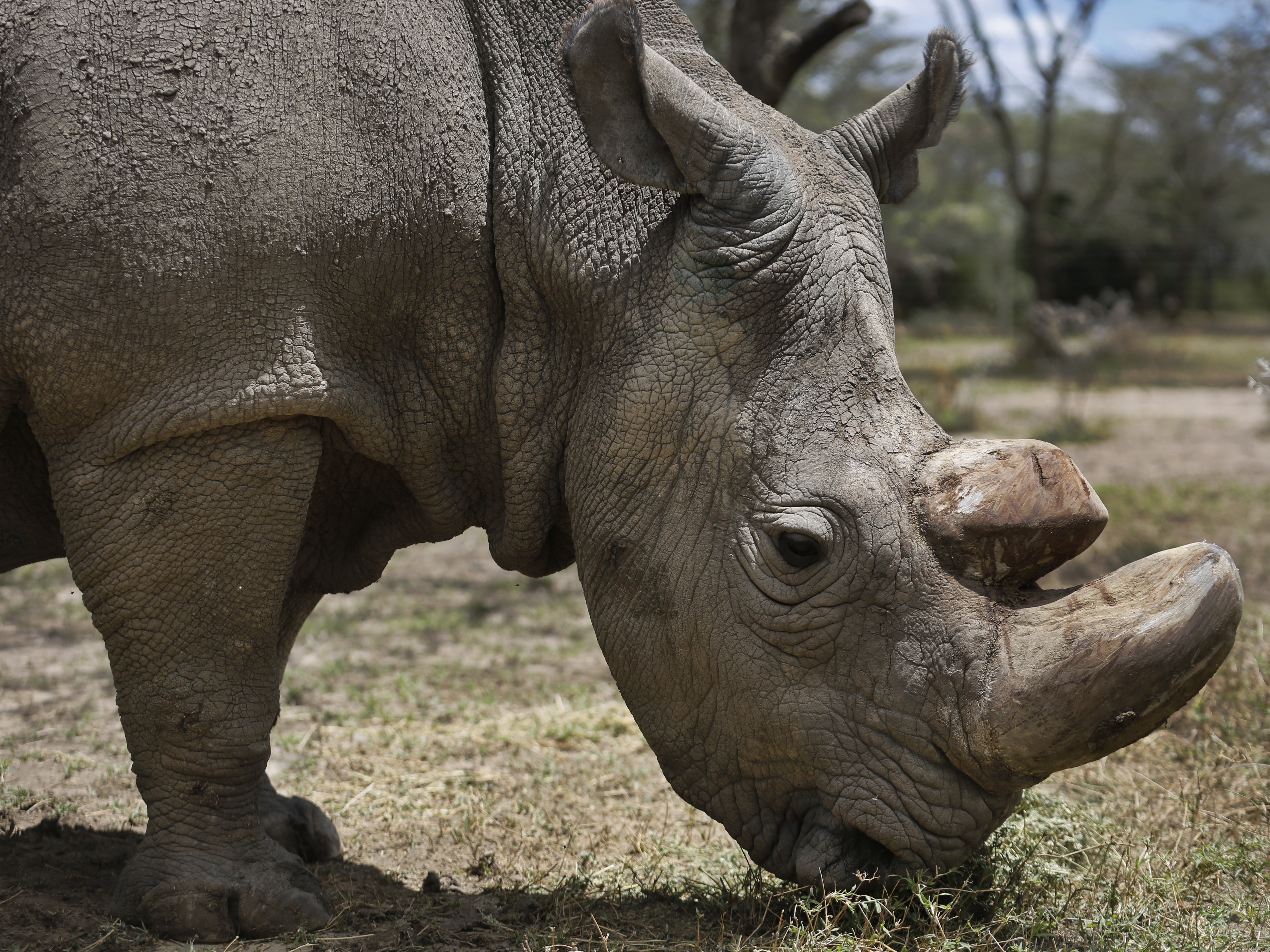 Sudan, World's Last Male Northern White Rhino, Dies : Parallels : NPR