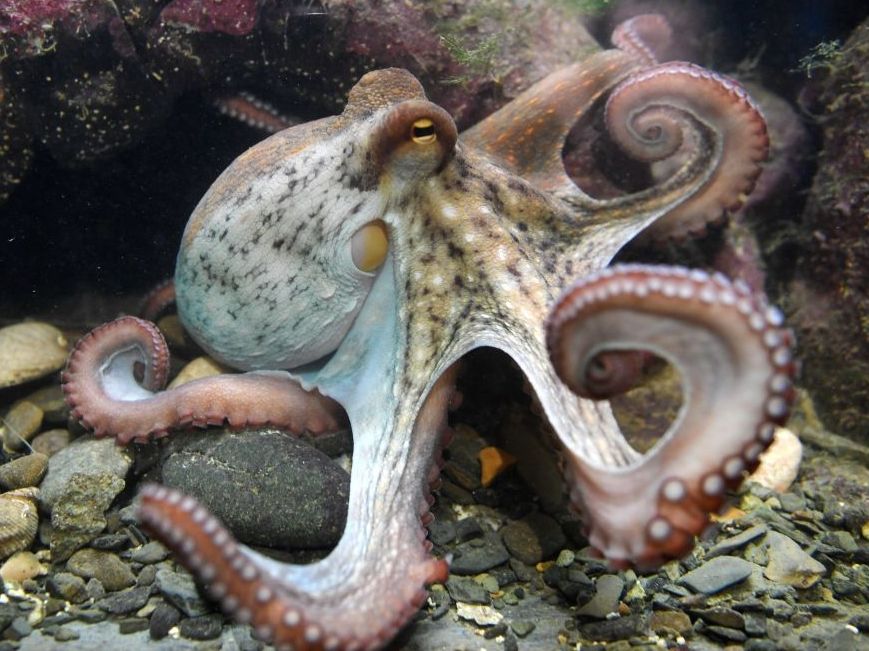 One writer refuses to downplay the attraction and achievements of the octopus. (AFP/Getty Images)