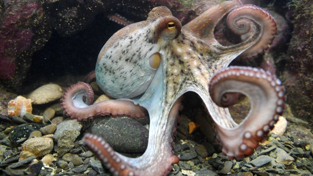 Why Octopuses Could Never Disappoint 13.7 Cosmos And Culture NPR